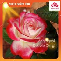 Hoa Hồng Bụi Double Delight, Hoa thơm màu Hồng Song Hỷ-Vườn Hoa Melinhrose