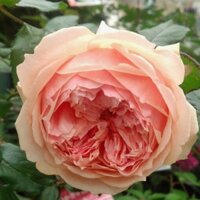 Hoa Hồng Bụi Masora Rose màu Vàng Mộng Mơ- cây thân gỗ dáng tree