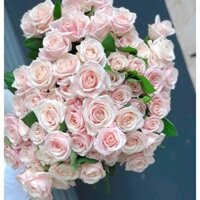 Hoa hồng kem dâu Pastel Đà Lạt