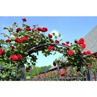 hoa hồng leo cổ hải phòng cây hoa hồng leo có màu đỏ nhung leo dàn khỏe cây có bầu rễ khỏe mạnh nhanh ra hoa