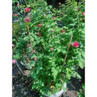 Hoa Hồng Leo Lớn Cao Hơn 1M