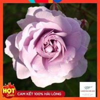 Hoa hồng leo Rainy Blue Rose - TOP 10 giống hoa hồng leo Đức đẹp nhất khi về Việt Nam.