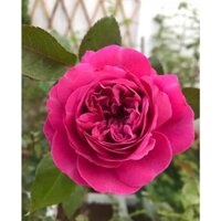 Hoa hồng màu tím Hector rose - Hoa hồng nhật bản chính hiệu -HoaNgoaiMeLinh