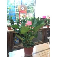 Hoa Hồng Môn Chậu Nhựa size to