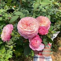 Hoa hồng ngoại Constance Rose siêu Hot-Vườn Hoa Melinhrose