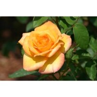 Hoa hồng ngoại Gold Medal hai màu cực đẹp siêu hot -HoaNgoaiMeLinh