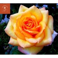 Hoa hồng ngoại Gold Medal rose Siêu phẩm 2 màu cực Hot