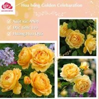 Hoa hồng ngoại Golden Celebaration rose – Sắc vàng tươi đẹp mộng mơ tới từ vương quốc Anh-  Vườn Hoa Melinhrose