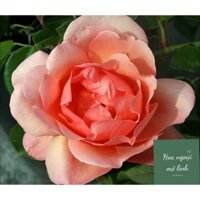 Hoa hồng ngoại Heaven On Earth Rose sang chảnh cực thơm quyến rũ ánh nhìn -HoaNgoaimelinh