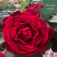 Hoa hồng ngoại Hommage a Barbara đỏ nhung sai hoa quanh năm -Hoangoaimelinh