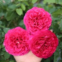 Hoa Hồng Ngoại Kates Rose- Hương Thơm Hiếm Có- cây thân gỗ dáng tree