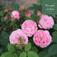 Hoa hồng ngoại Miyako rose – Hoa hồng Nhật màu hồng tuyệt đẹp-Hoangoaimelinh