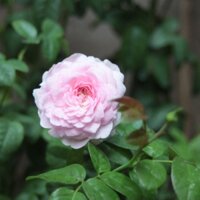 Hoa hồng ngoại Mon Couer nguyên bản kích thước chậu C10 thơm đậm sai hoa Chang garden