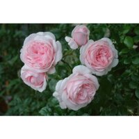 Hoa Hồng ngoại SHARIFA ASMA- bầu to cây trưởng thành