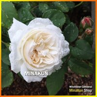 Hoa hồng ngoại trắng Winchester Cathedral Rose (bụi) Cây đang hoa và nụ siêu đẹp