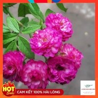 Hoa hồng ngoại Vineyard Song - [🌹HỒNG TÍM MERLOT🌹] loài hoa của những hoài niệm đẹp, mang trong mình sức sống dẻo dai.