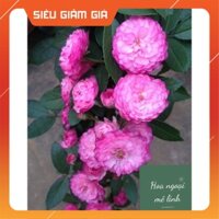 Hoa hồng ngoại Vineyard Song  với bông chùm siêu to màu tím hồng quyến rũ -HoaNgoaimelinh