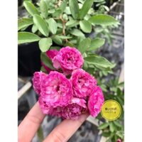 Hoa hồng ngoại Vineyard Song (chùm nho)