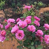 Hoa hồng Nhật Aio cây giâm cành