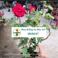 Hoa Hồng Nhung Sa Đéc  - hoakiengsadec247 - hsd247