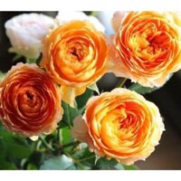 Hoa hồng Orange Moon màu vàng cam đẹp rực rỡ- bầu cây giống phát triển ổn định