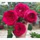 Hoa Hồng Pas De Deux [BÔNG TO - ĐẸP]  màu Hồng Tím, sai hoa, được nhiều người ưa thích - cây thân gỗ dáng tree