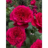 Hoa hồng Pháp Rouge Royal – Bông hồng mang nét đẹp của sự bền bỉ -cây thân gỗ dáng tree