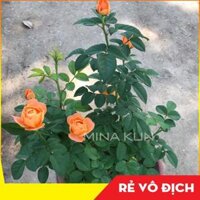 Hoa hồng Tezza cam cá hồi - Cây trồng ổn định sẵn trong chậu MinaKun Shop - Cây to,Cam Cá hồi