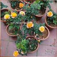 Hoa hồng Tezza cam cá hồi - Cây trồng ổn định sẵn trong chậu - Cây to,Đỏ