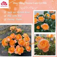 Hoa Hồng Tezza Cam Cá Hồi và Tezaa tím[cực hót]Hồng Tezza là loại hoa hồng bụi, Cây Hoa Hồng Tezza Cam Cá Hồi