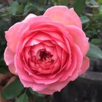 Hoa hồng thân gỗ tree Jubilee Celebration rose búp sen trên cạn vẻ đẹp thuần túy mê hồn -Hoangoaimelinh