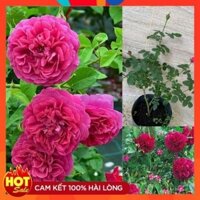 Hoa hồng The Dark Lady rose siêng hoa– Hoa hồng màu đỏ tím quyến rũ -Làng Hoa Mê Linh.