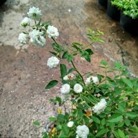 Hoa Hồng Tỉ Muội Trắng