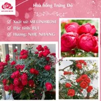 Hoa hồng trứng đỏ SIÊU HOA - dễ chăm sóc, hoa quanh năm-Vườn Hoa Melinhrose