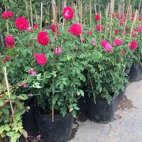 Hoa hồng tường vi cây lớn