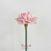 HOA HUỆ TÂY (Hồng)