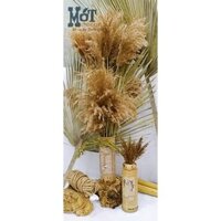 Hoa khô Cỏ Lau Pampas (Combo 20-100 cây) trang trí decor cắm hoa tiệc, sự kiện, phụ kiện chụp ảnh - Hàng Có Sẵn