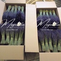 Hoa khô Lavender - TA2107