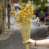 Hoa khô Phalaris Hà Lan màu đẹp tự nhiên bó hơn 100 bông/100g