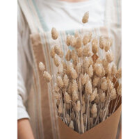 Hoa khô Phalaris Hà Lan vintage, phụ kiện chụp ảnh sản phẩm, decor nhà cửa, bó 50 bông