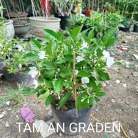 Hoa Lài Tây ( sẵn hoa ) hàng đẹp cao 60cm đến 80cm