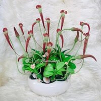 Hoa Làm Bằng Đất Sét Mẫu Hoa Lan Móng Cọp Để Bàn Trang Trí