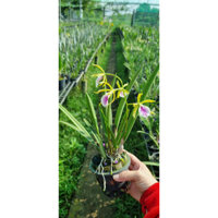 HOA LAN BRASS ĐUÔI CÔNG CÂY TRƯỞNG THÀNH GỬI NGUYÊN CHẬU