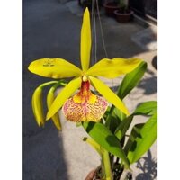 Hoa lan brass kiều vy cây trưởng thành chậu p12