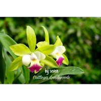 Hoa lan cát cánh xanh hoa chùm thơm