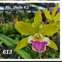Hoa lan cát Dude trưởng thành sắp hoa