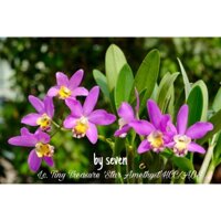 Hoa lan cát hoa chùm nhỏ dễ thương màu hồng đẹp