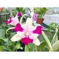 Hoa lan cát hoa chùm thơm hoa giống chong chóng