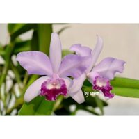 Hoa lan cát hoa chùm thơm phức màu đẹp