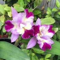 Hoa lan cát hoa chùm thơm